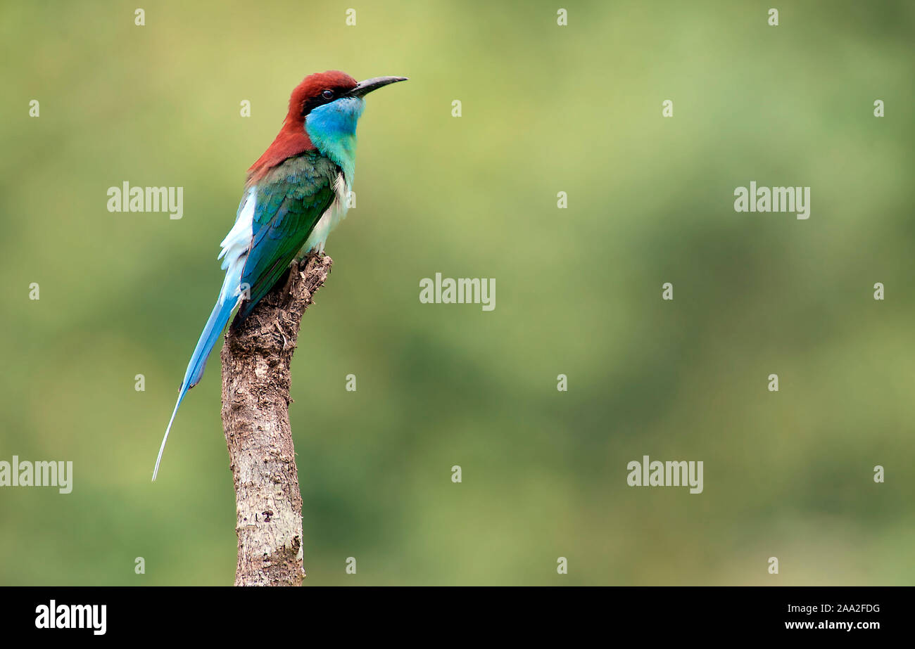 Blue-throated bee-eater, Merops viridis, from Danum Valley, Sabah, Borneo. Stock Photo
