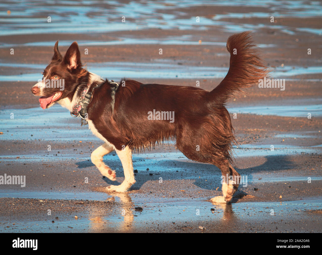 Border Collie on the Beach. Stock Photo
