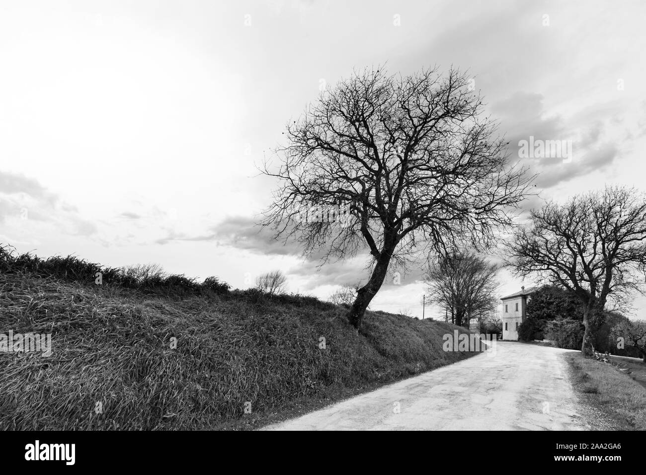Rural landscape in black and white, country road and trees Stock Photo Alamy