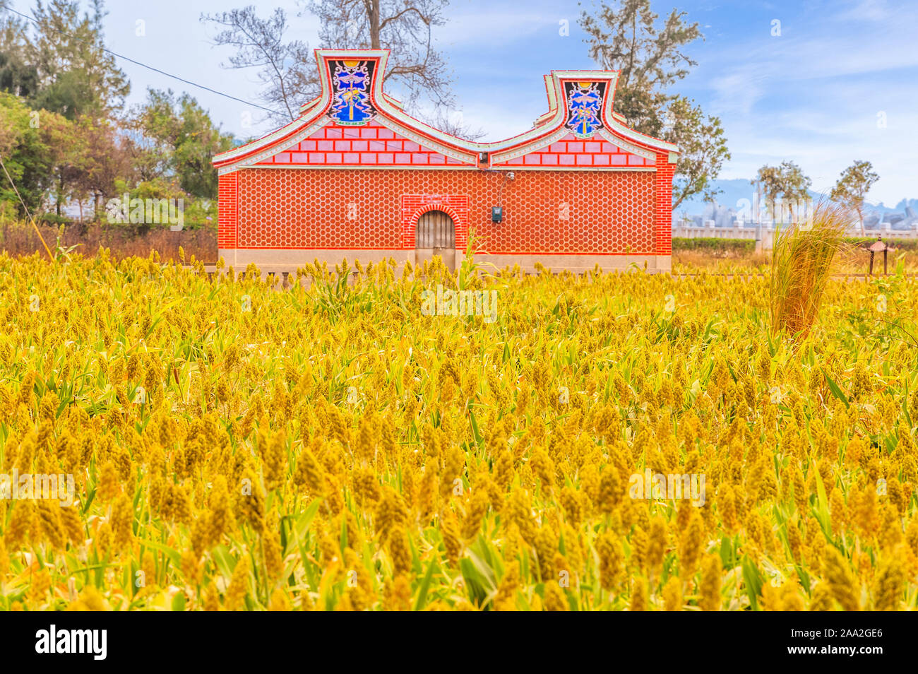 Sorghum field hi-res stock photography and images - Alamy