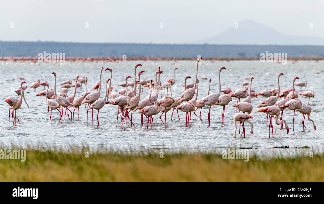 Flamingos (Phoenicopteriformes) standing in shallow water, Amboseli National Park, Kenya Stock Photo
