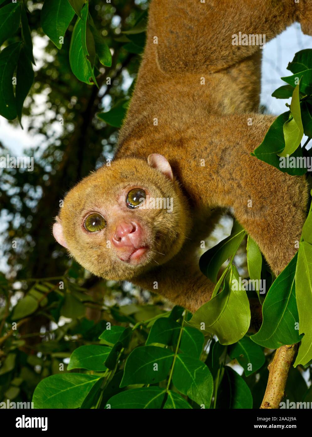 https://c8.alamy.com/comp/2AA2J9A/bosmans-potto-perodicticus-potto-climbing-in-a-tree-animal-portrait-togo-2AA2J9A.jpg