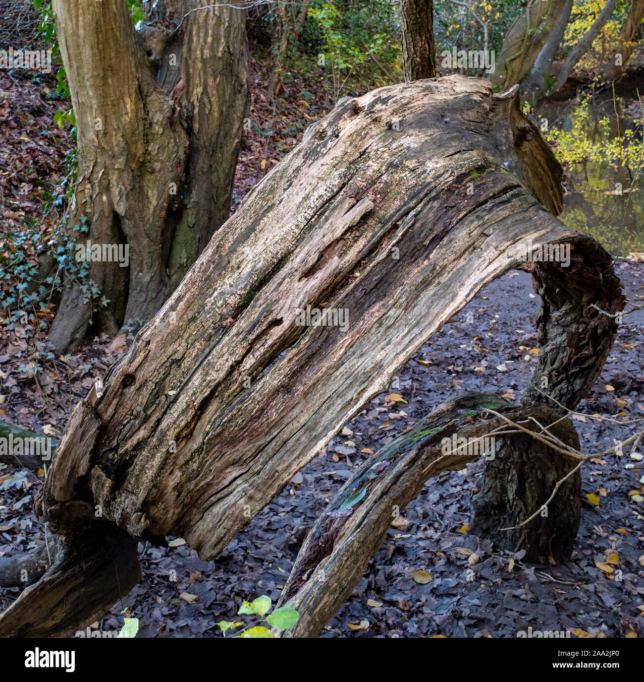 Dead tree bark hires stock photography and images Alamy