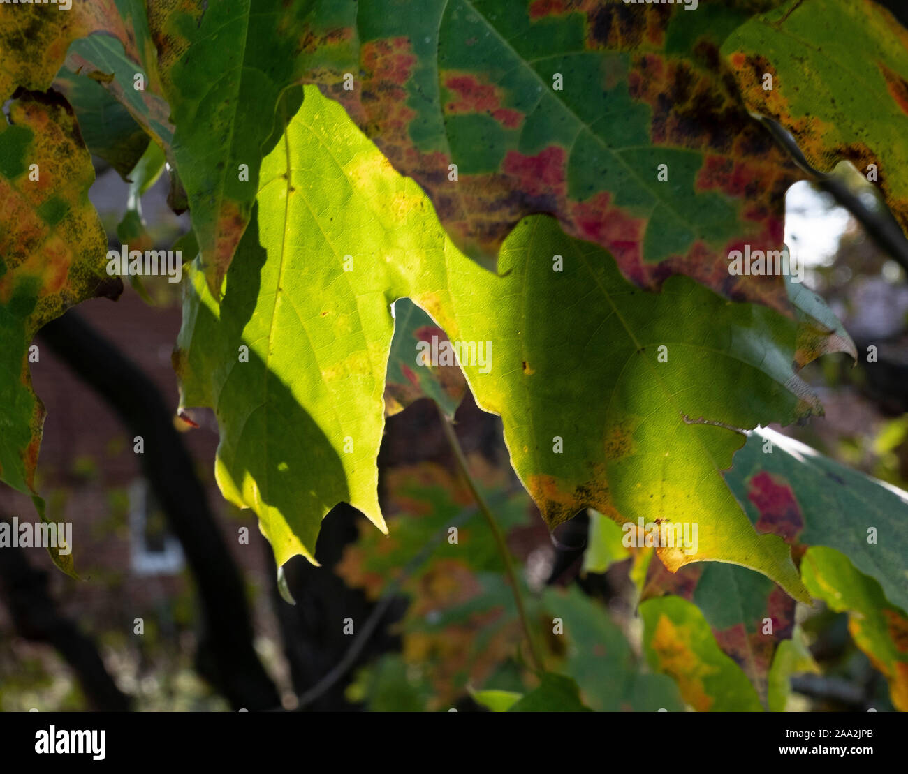 Woodland leaves hi-res stock photography and images - Alamy