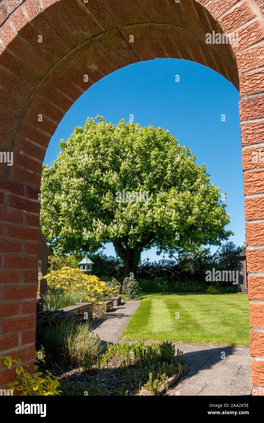 Green grass lawn and mature Horse chestnut tree viewed through red brick arch in landscaped domestic garden, Leicestershire, England, UK Stock Photo