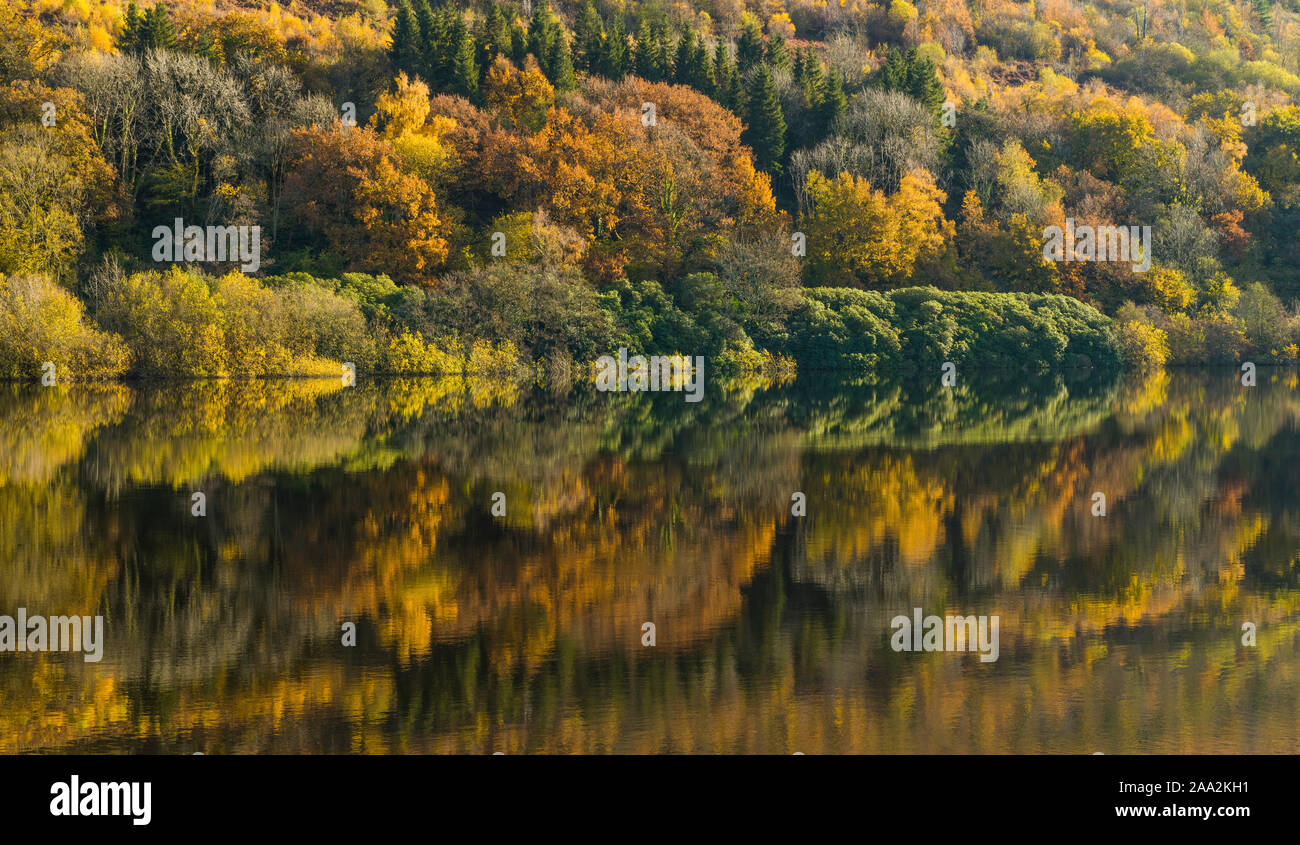 Tree reflections in the calm waters of Talybont Reservoir in the Brecon Beacons National Park. Autumn has arrived. Stock Photo