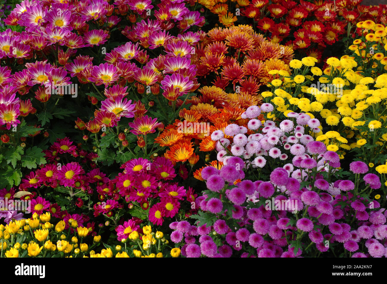Colorful flowers in the garden Stock Photo