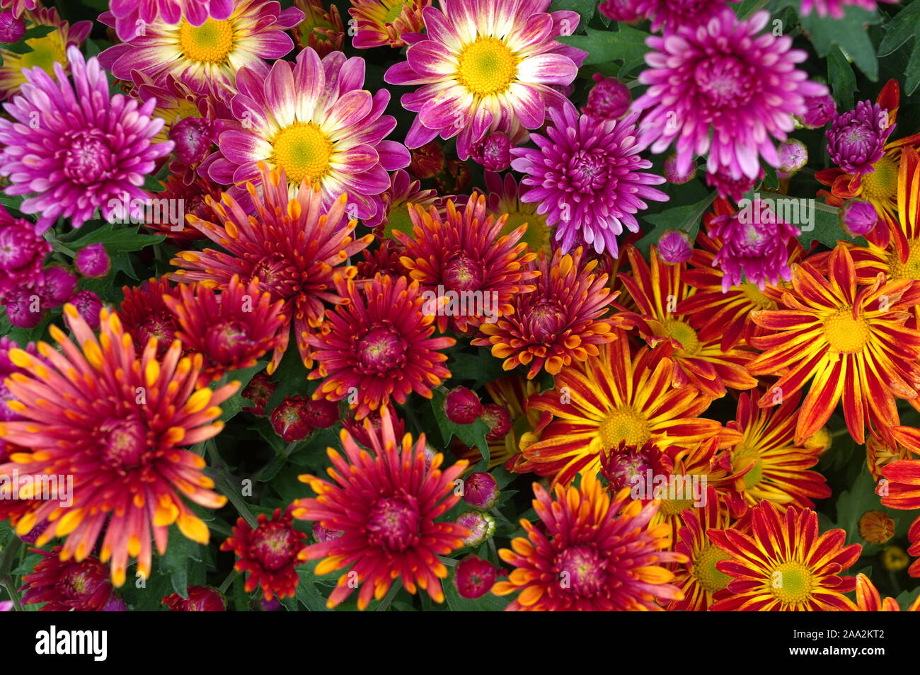 Colorful flowers in the garden Stock Photo