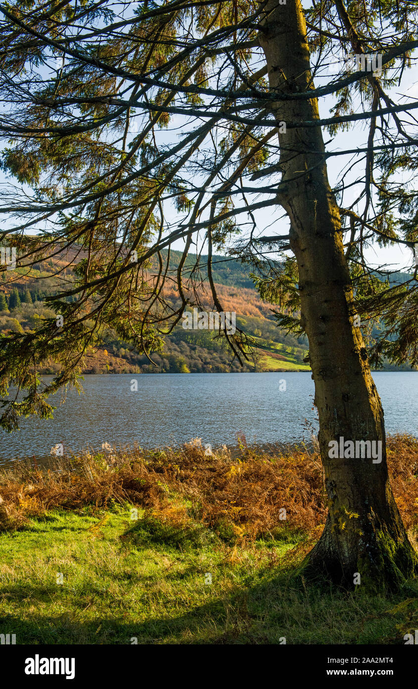 Autumn Trees on the shore of Talybont Reservoir in the Brecon Beacons National Park, Powys, South Wales Stock Photo