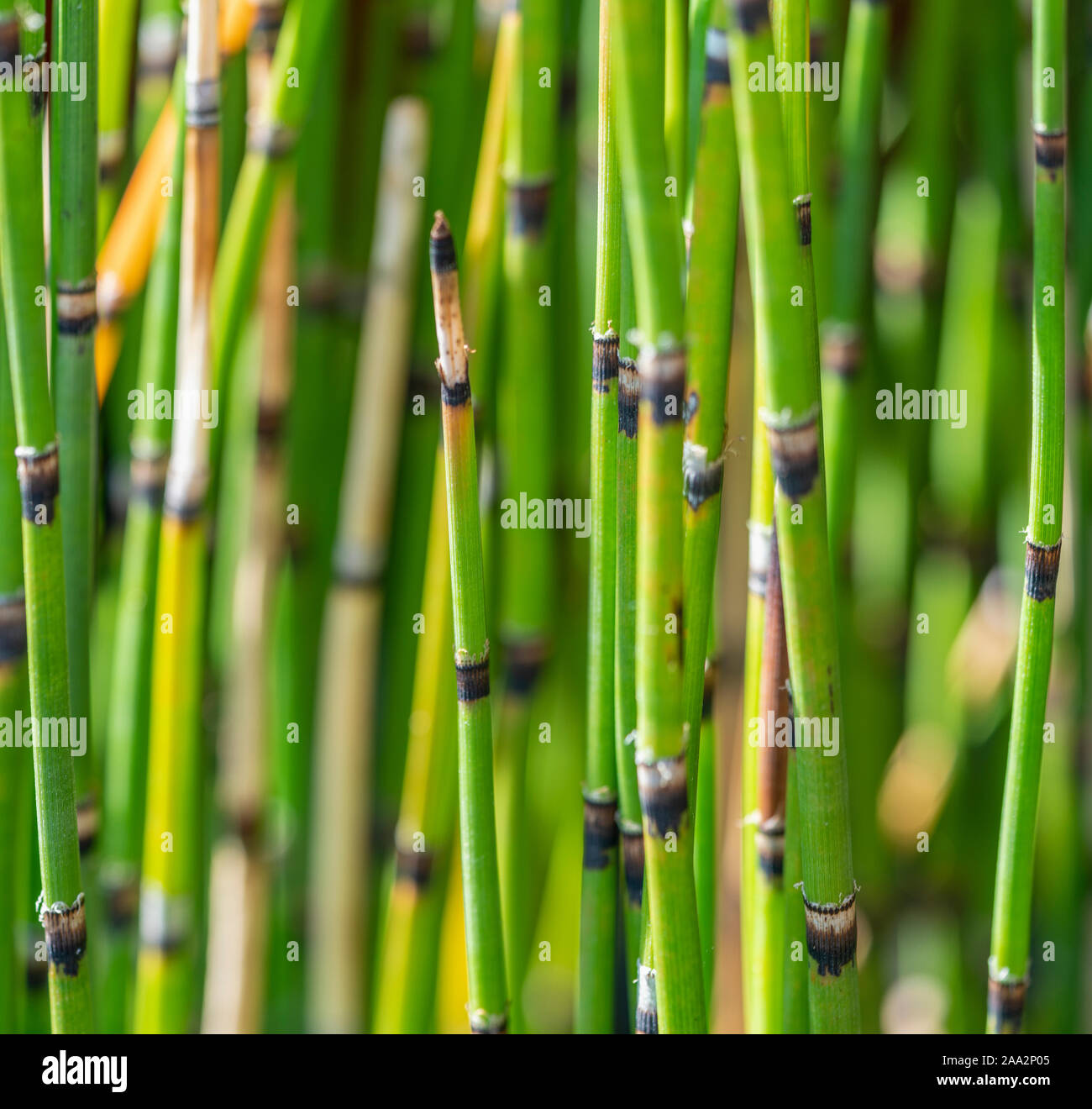 full frame horsetail plant stipes closeup Stock Photo