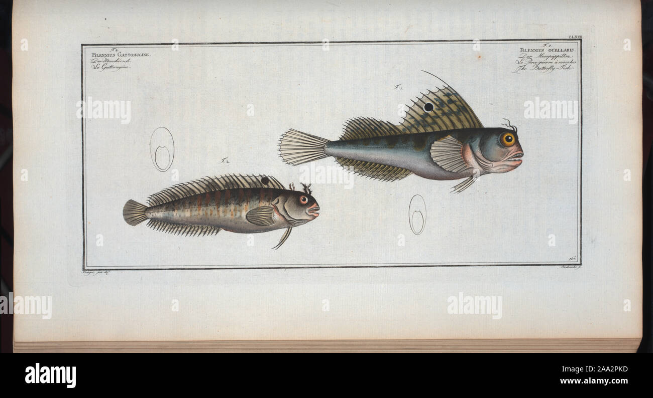 Gross, 1994, #120; 1. Blennius ocellaris, The Butterfly-fish; 2.  Blennius Gattorugine. Stock Photo