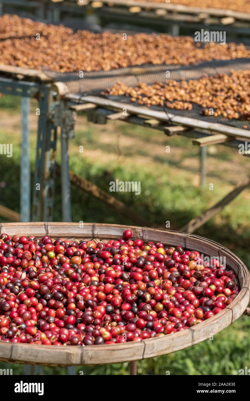 Close up of red berries coffee beans in basket Stock Photo