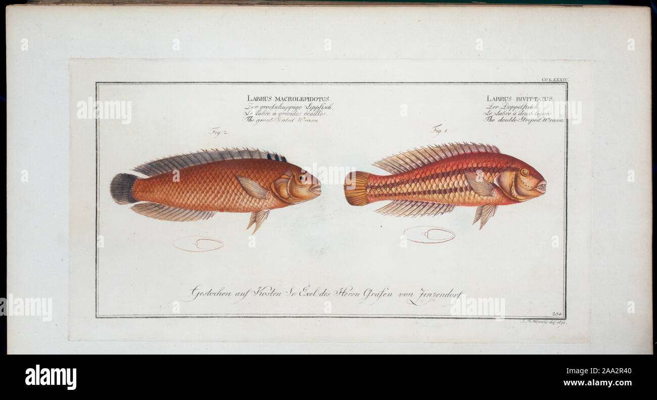 Labrus Rupestris Gross, 1994, #120; 1. Labrus bivittatus, The double-Striped Wrasse; 2 ...