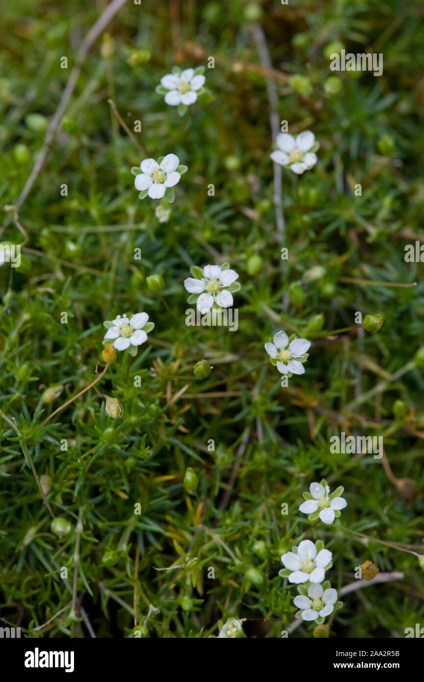 Sagina saginoides,Alpen-Mastkraut,Alpine Pearlwort Stock Photo