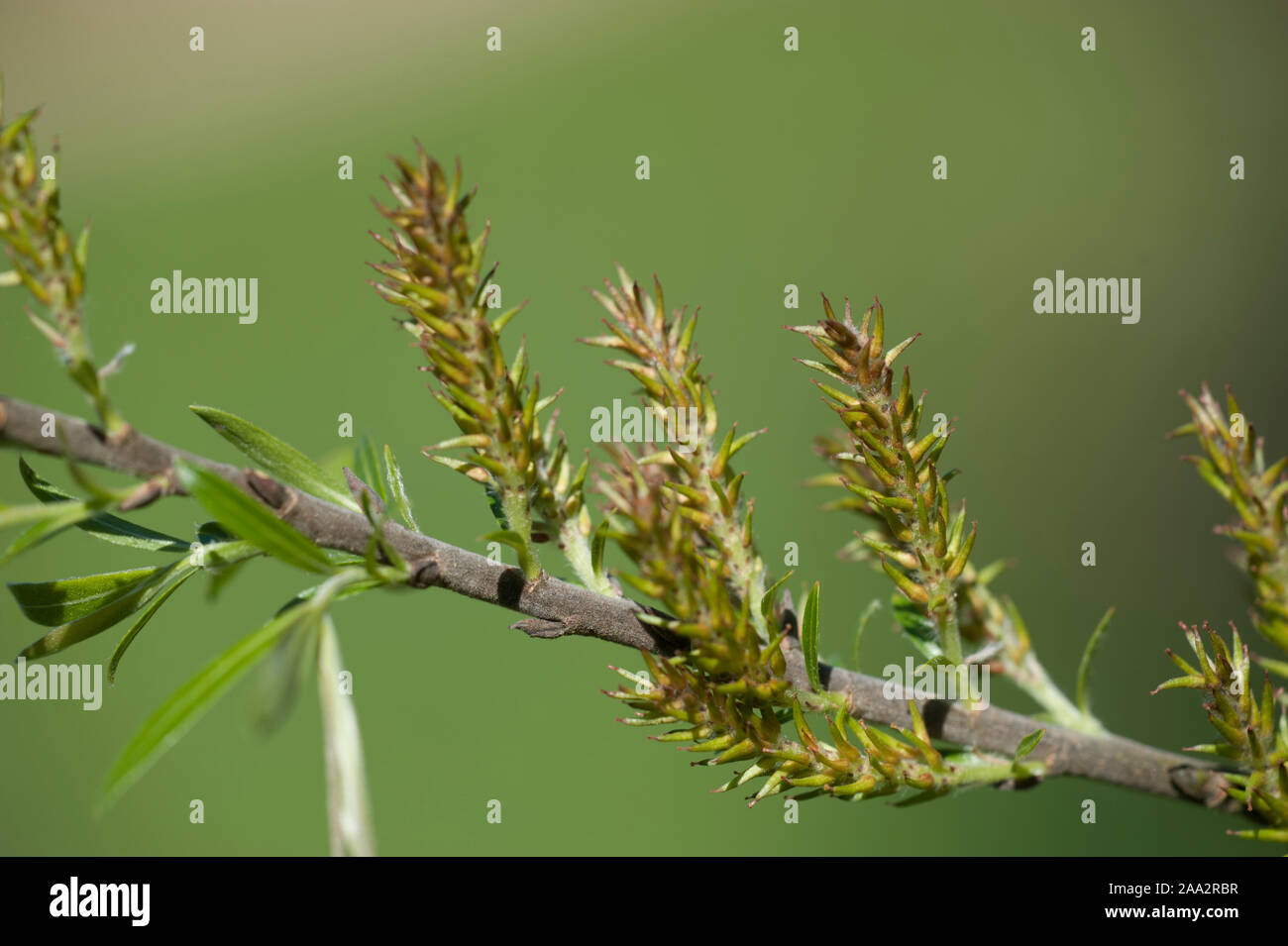 Salix eriocephala,Herzblättrige Weide,Missouri River Willow,Yellow Willow Stock Photo