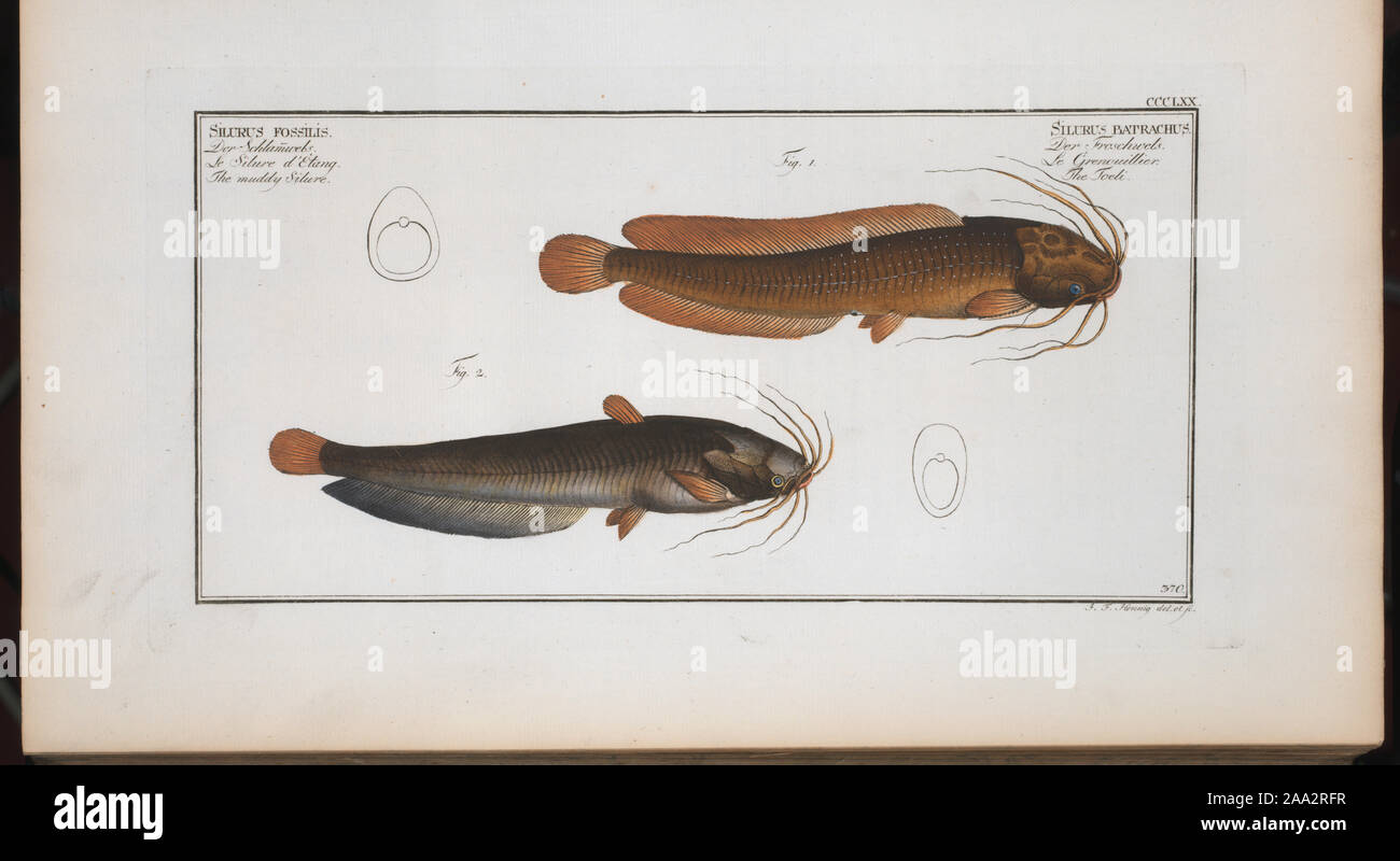 Gross, 1994, #120; 1. Silurus batrachus, The Toeli; 2. Silurus fossilis, The muddy Silure. Stock Photo