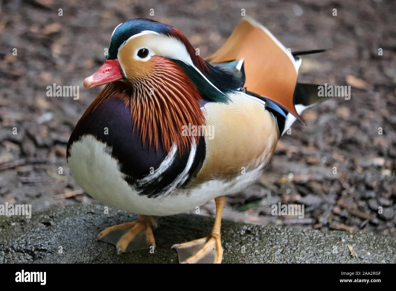 Japanese ducks hi-res stock photography and images - Page 2 - Alamy