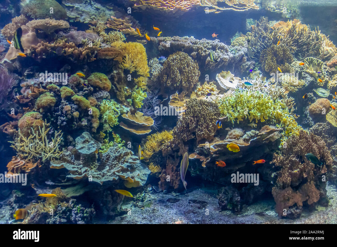 submerged coral reef scenery including lots of colorful fishes Stock Photo