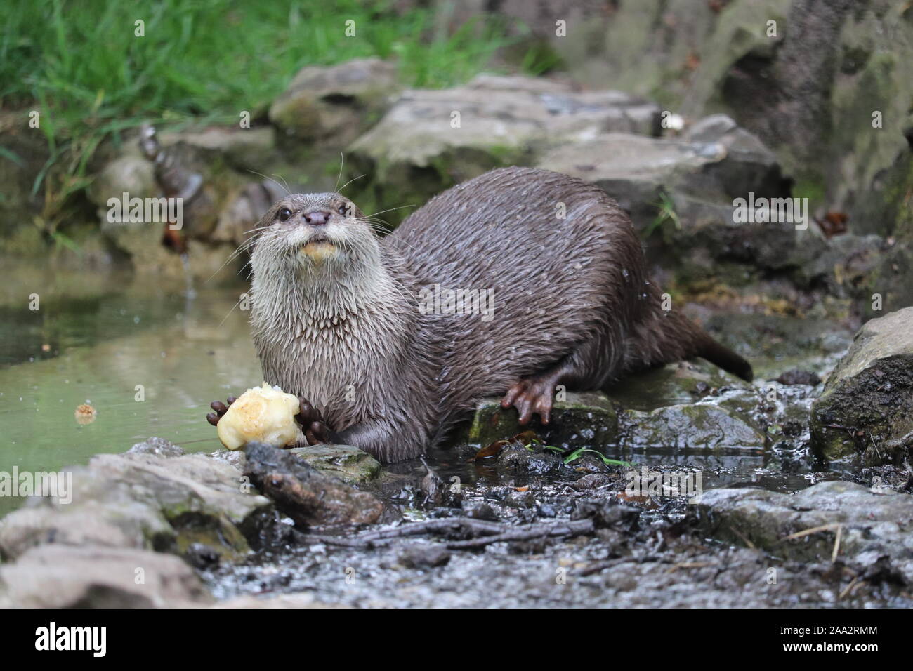 Female Asiatic Short-Clawed Otter, Minnie (Amblonyx cinerea) Stock Photo