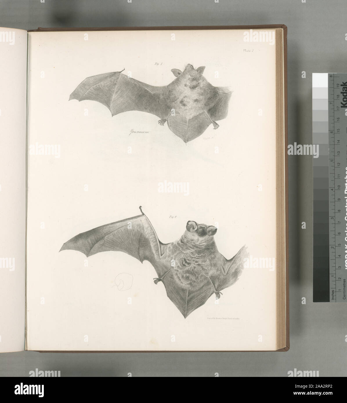 1. The Carolina Bat (Vespertilio carolinensis); 2. The Hoary Bat (V. pruinosus).; 1. The Carolina Bat (Vespertilio carolinensis); 2. The Hoary Bat (V. pruinosus). Stock Photo