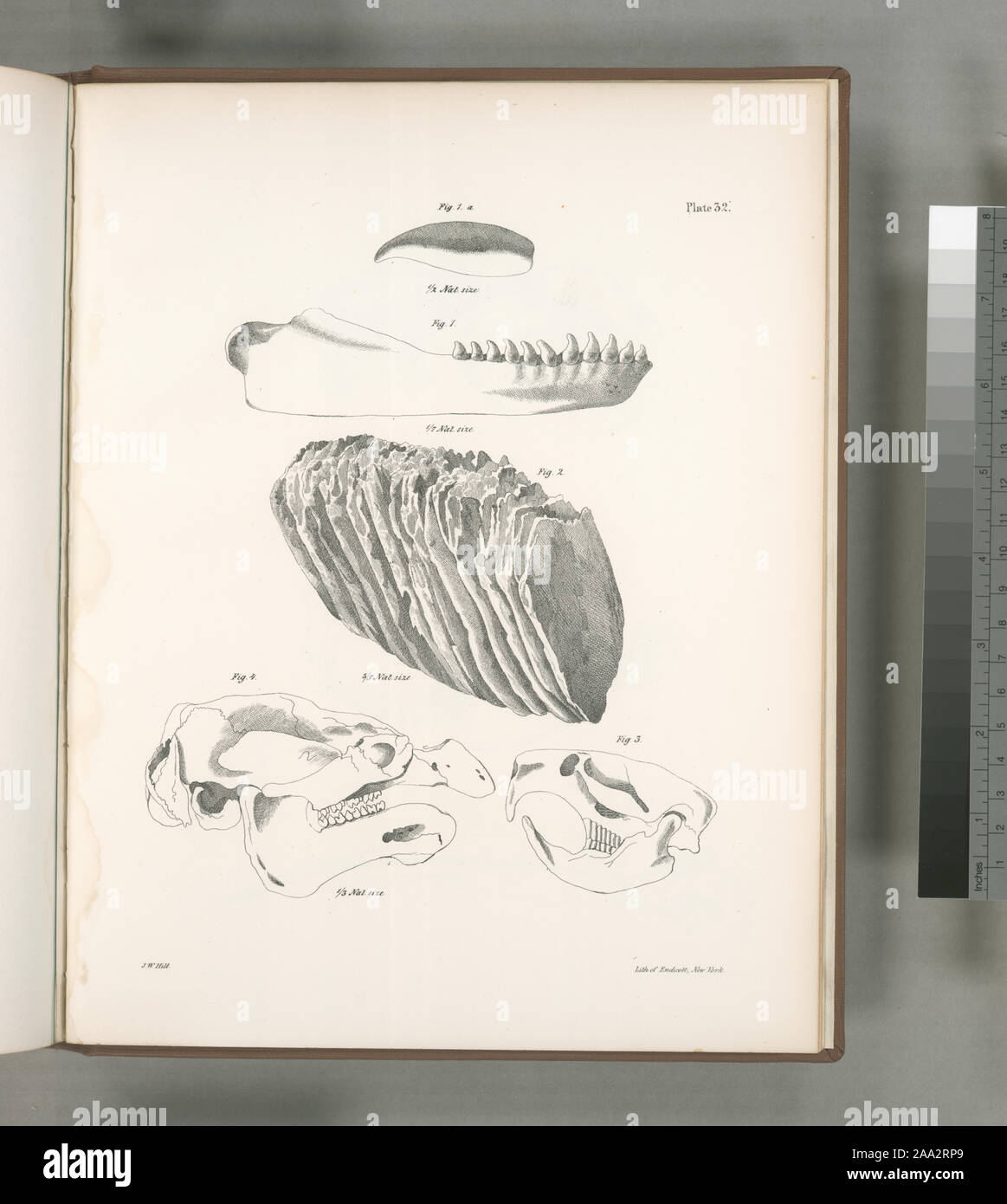 Manatee Skull High Resolution Stock Photography And Images Alamy