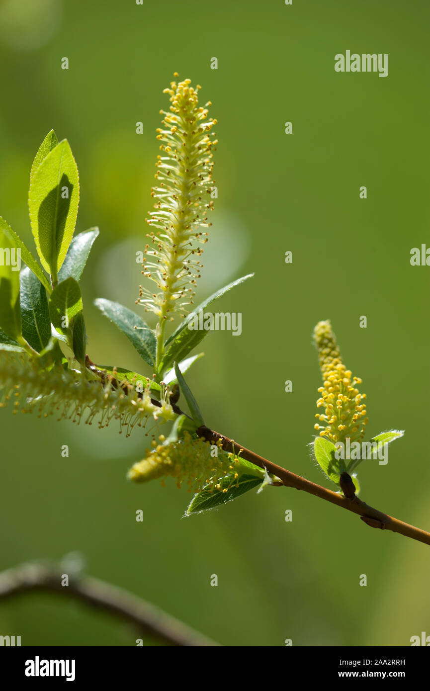 Salix triandra,Mandel-Weide,Almond Willow Stock Photo