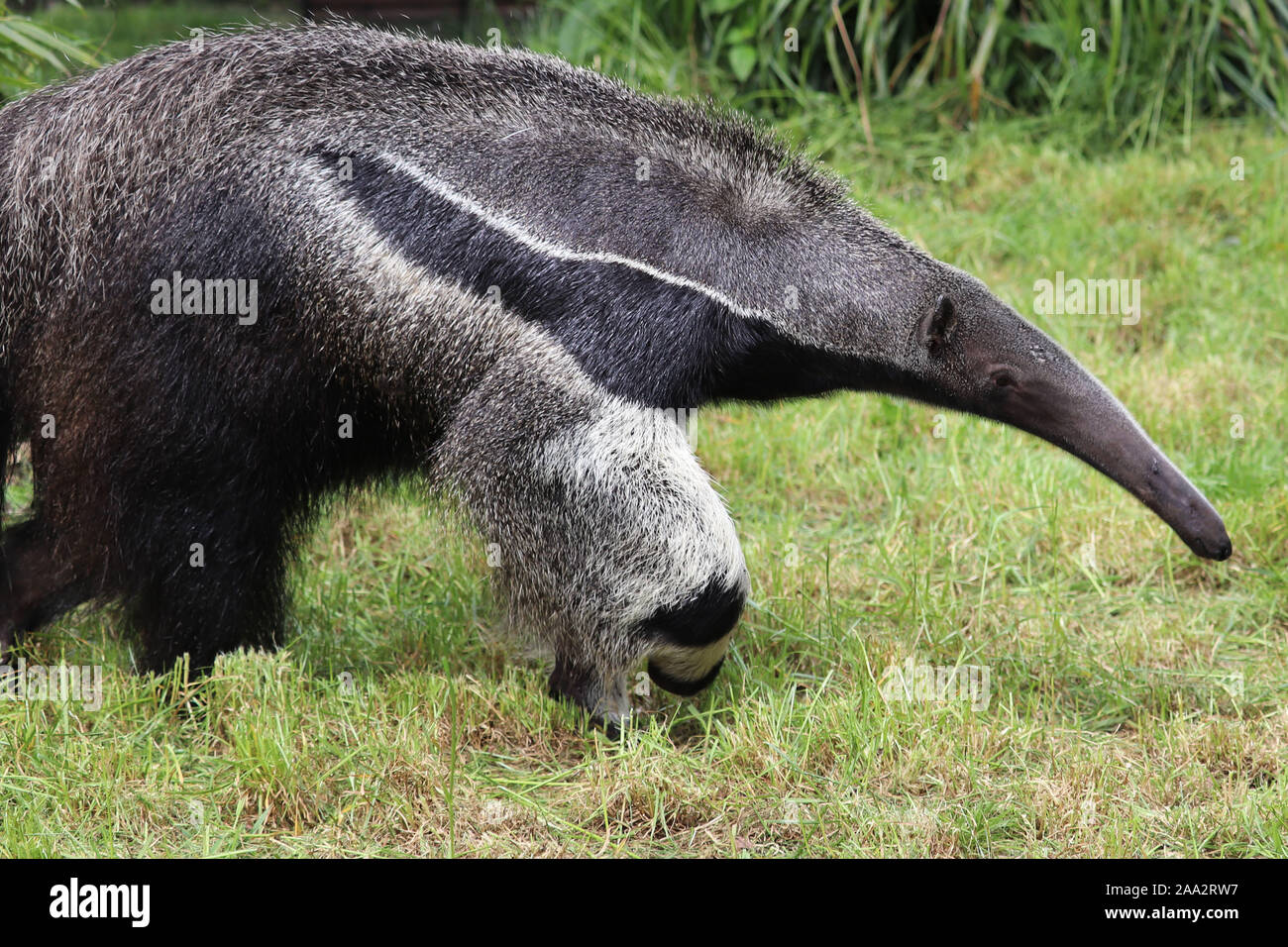 Antbear hi-res stock photography and images - Alamy