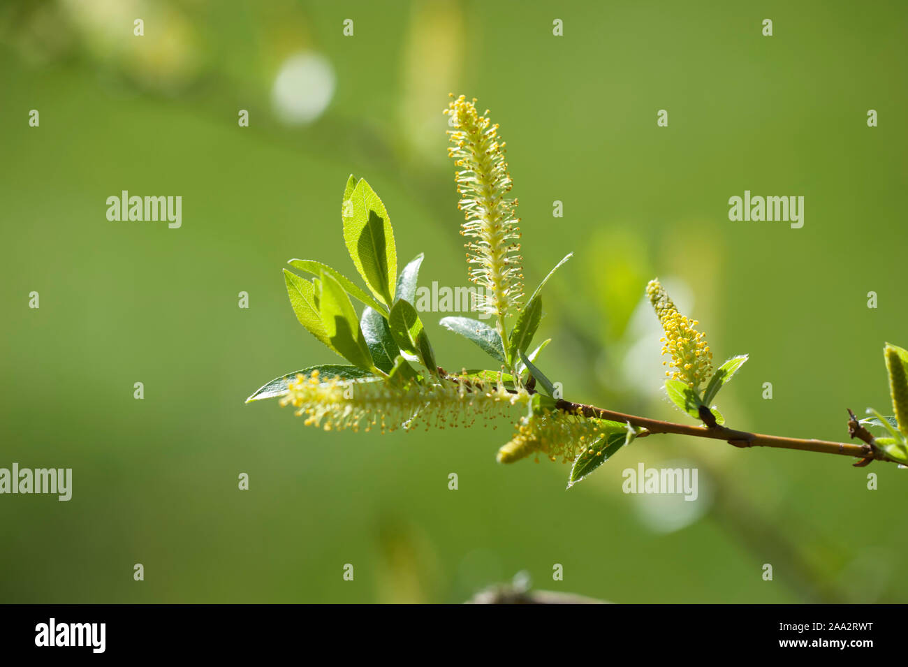 Salix triandra,Mandel-Weide,Almond Willow Stock Photo