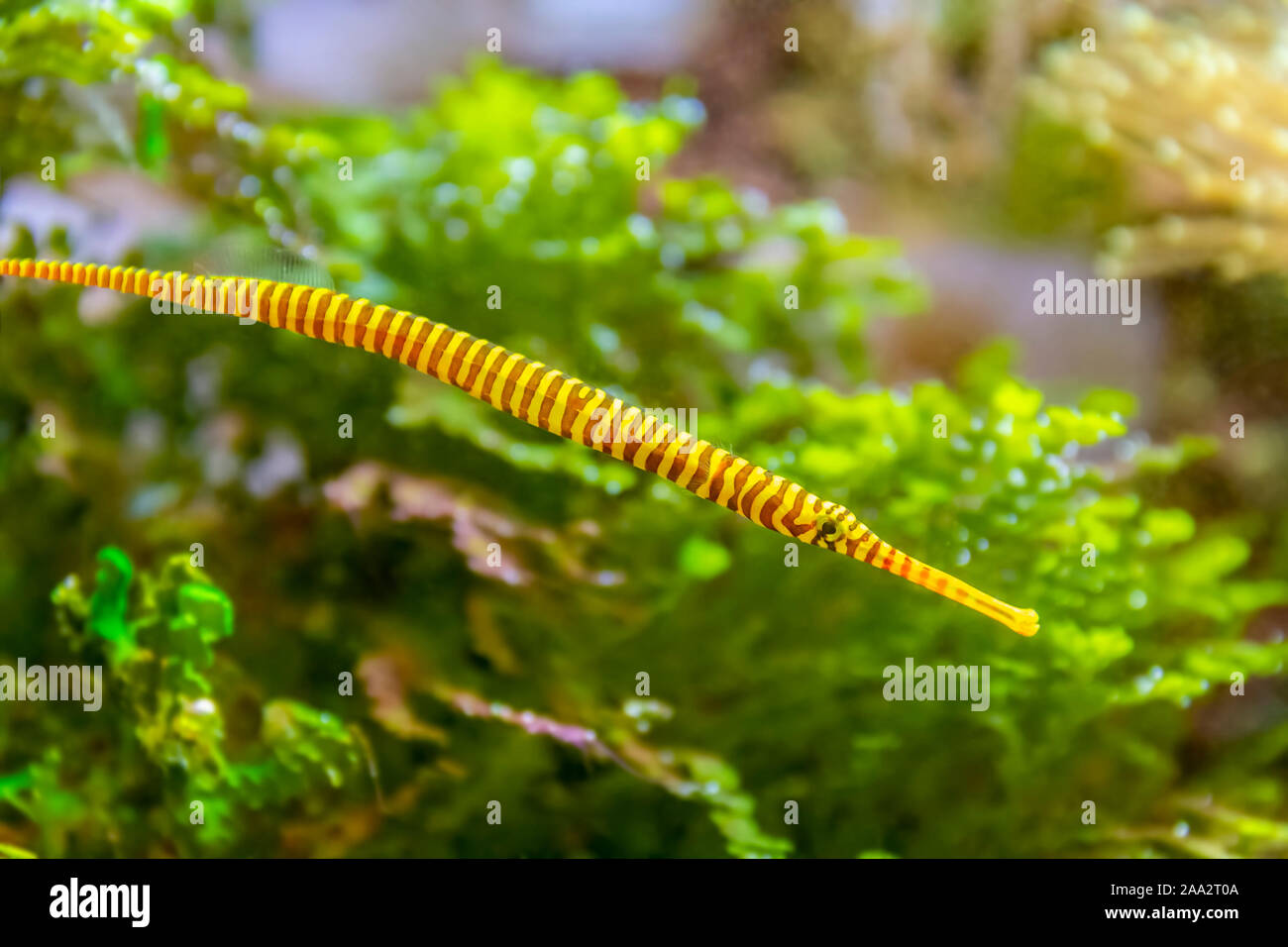 yellowbanded pipefish in natural underwater ambiance Stock Photo