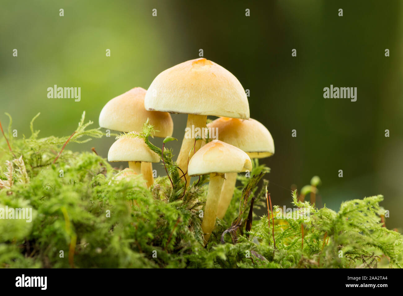 Sulphur Tuft, Hypholoma fasciculare small group of five toadstools on mossy fallen trunk, Sussex, UK, October Stock Photo