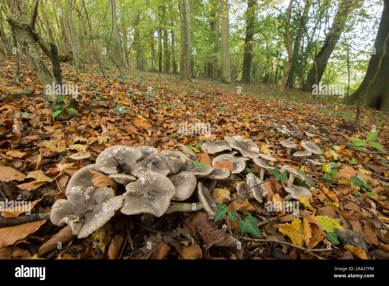 Group of toadstools in woodland, Beech Knight, Tricholoma sciodes, wide angle showing habitat, October, Sussex, UK Stock Photo