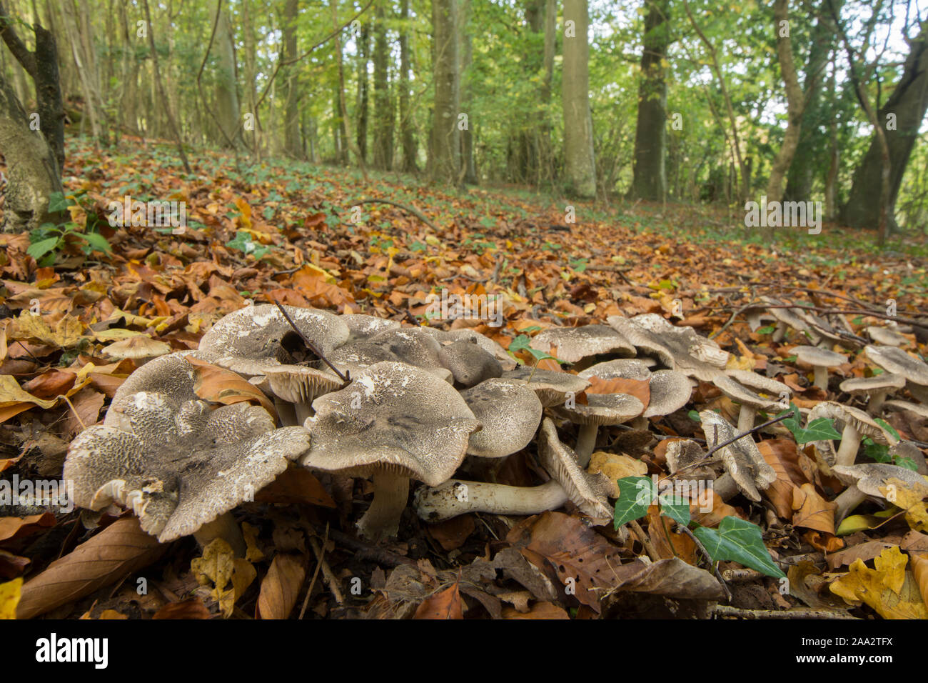 Group of toadstools in woodland, Beech Knight, Tricholoma sciodes, wide angle showing habitat, October, Sussex, UK Stock Photo