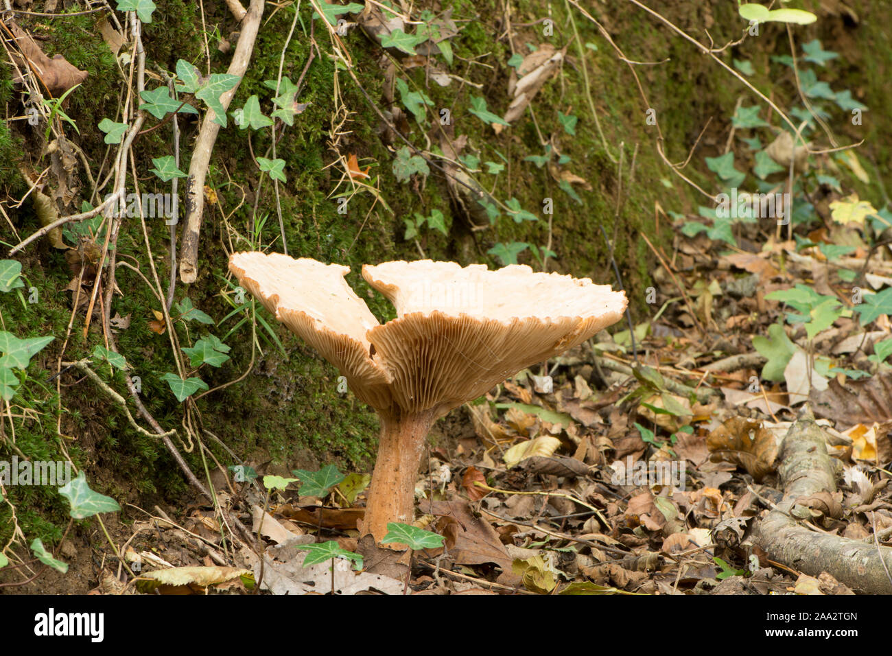 single large Trooping Funnel toadstool, Clitocybe geotropa, Susex, October Stock Photo