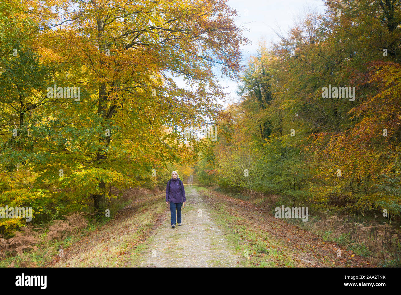 woman walking along Stane Street, Roman Road, Eartham Wood, Common Beech trees in autumn colours, Sussex, UK, South Downs National Park. November Stock Photo