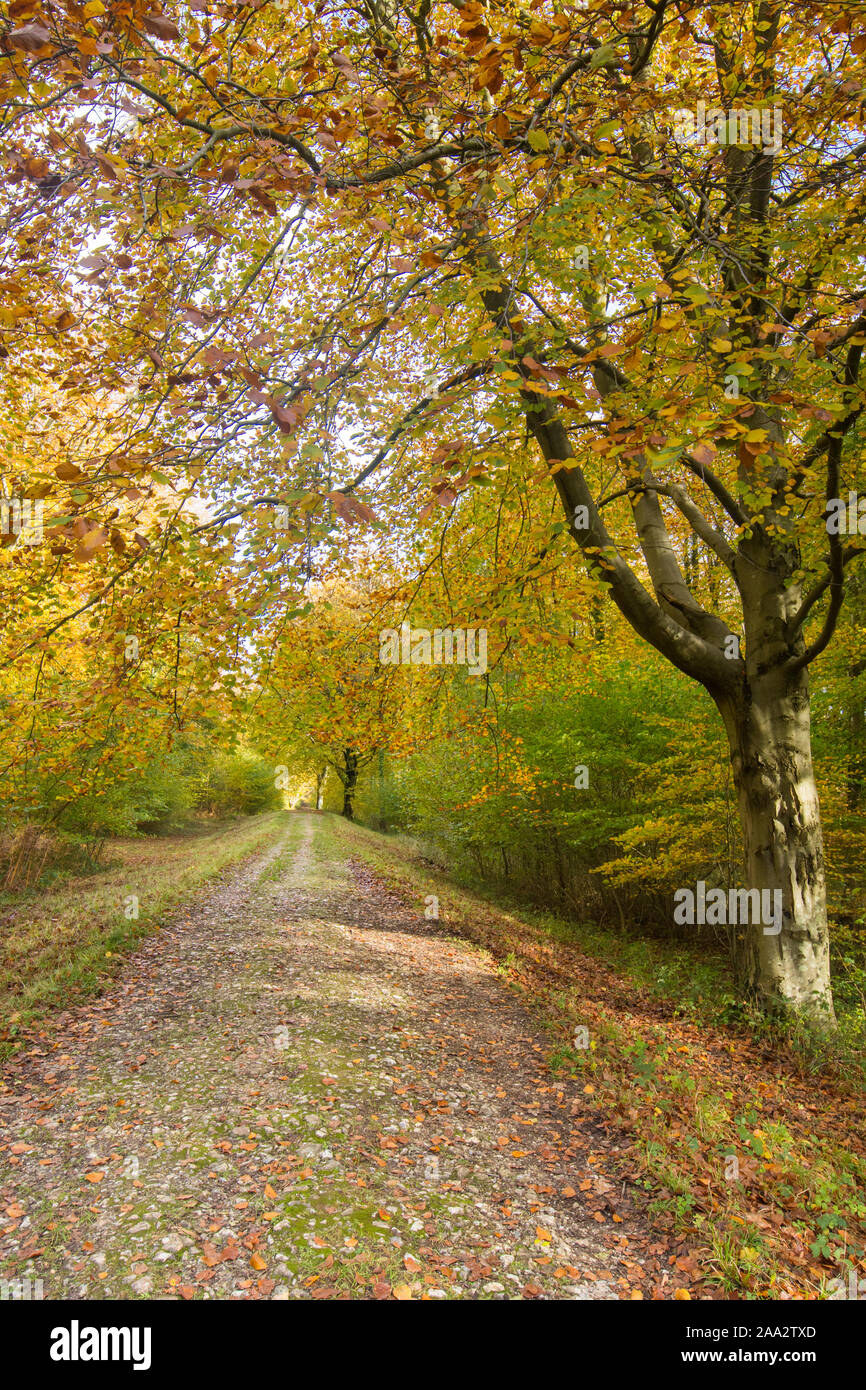 Stane Street, Roman Road, Eartham Wood, Common Beech trees in autumn