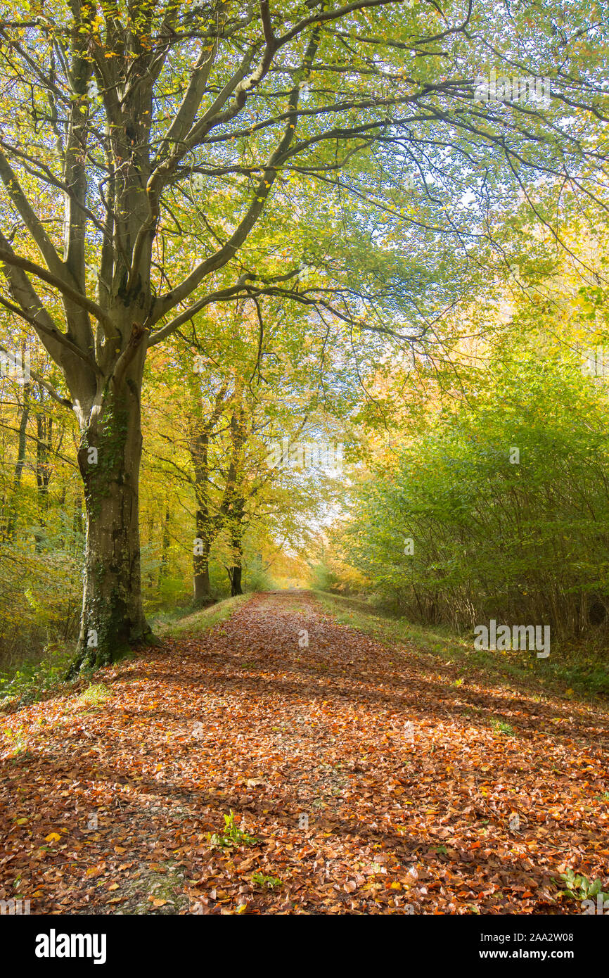 Stane Street, Roman Road, Eartham Wood, Common Beech trees in autumn colours, Sussex, UK, South Downs National Park. November Stock Photo