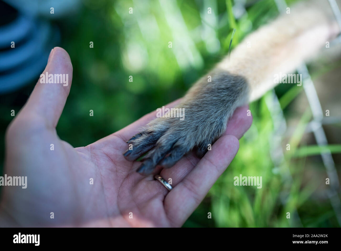 Parco zoo animali hi-res stock photography and images - Alamy
