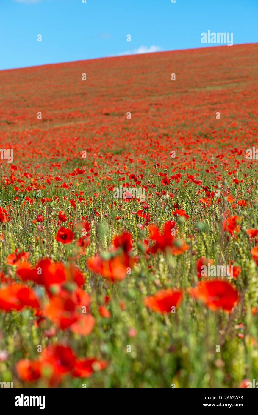 Red poppies in a farmers field in Sompting, West Sussex, UK. Stock Photo