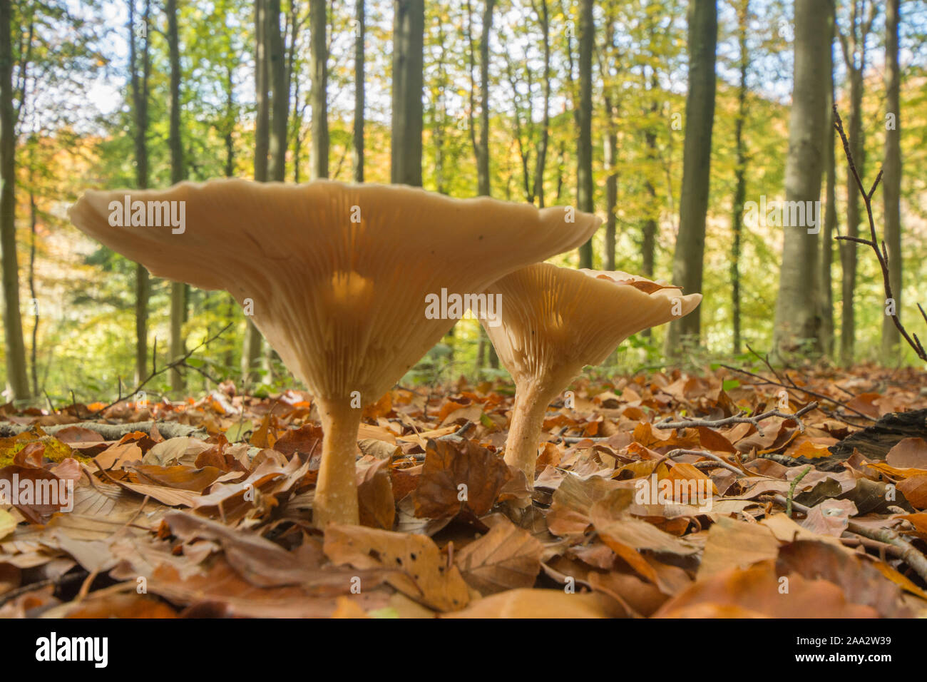 two Trooping Funnel toadstools in deciduous beech woodland, Clitocybe geotropa, Susex, October Stock Photo