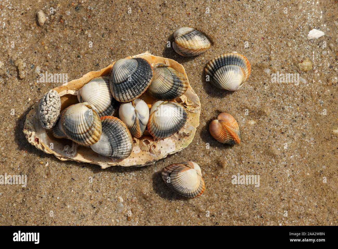 Common cockles - species of edible saltwater clams Stock Photo