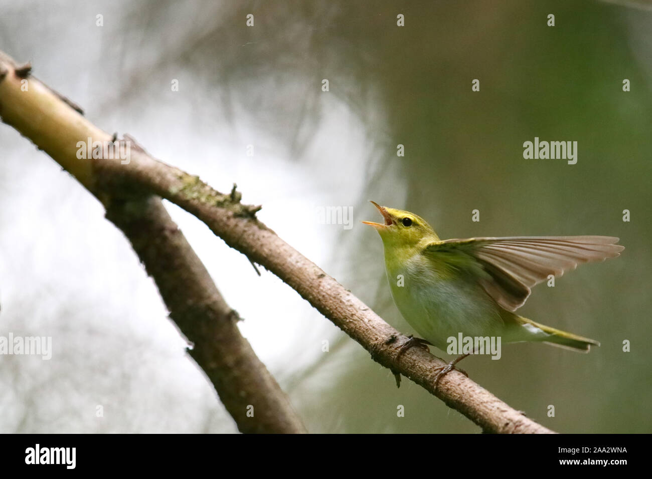 Wood Warbler (Phylloscopus sibilatrix), Europe Stock Photo