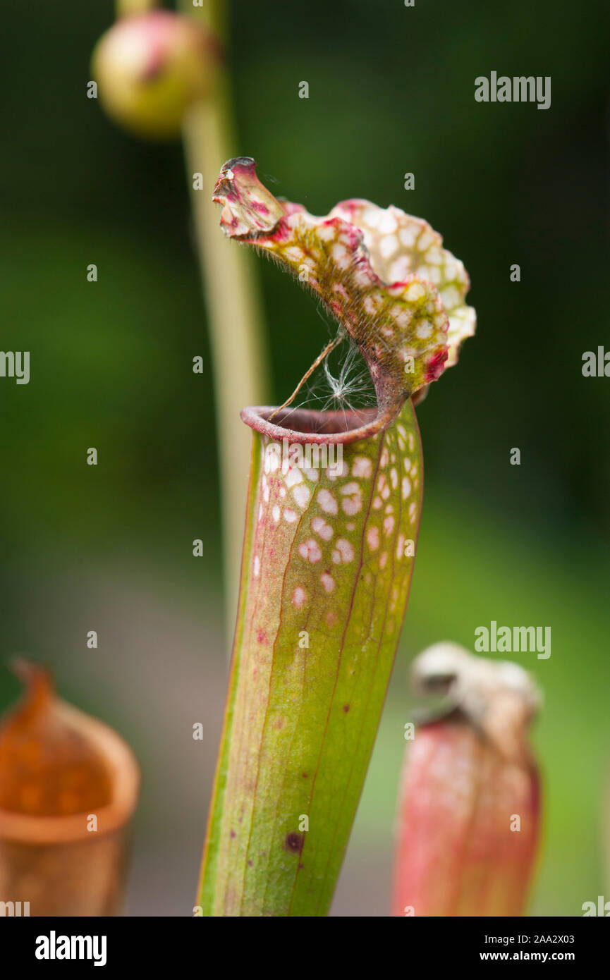 Sarracenia leucophylla,Weiße Schlauchpflanze,white pitcherplant Stock
