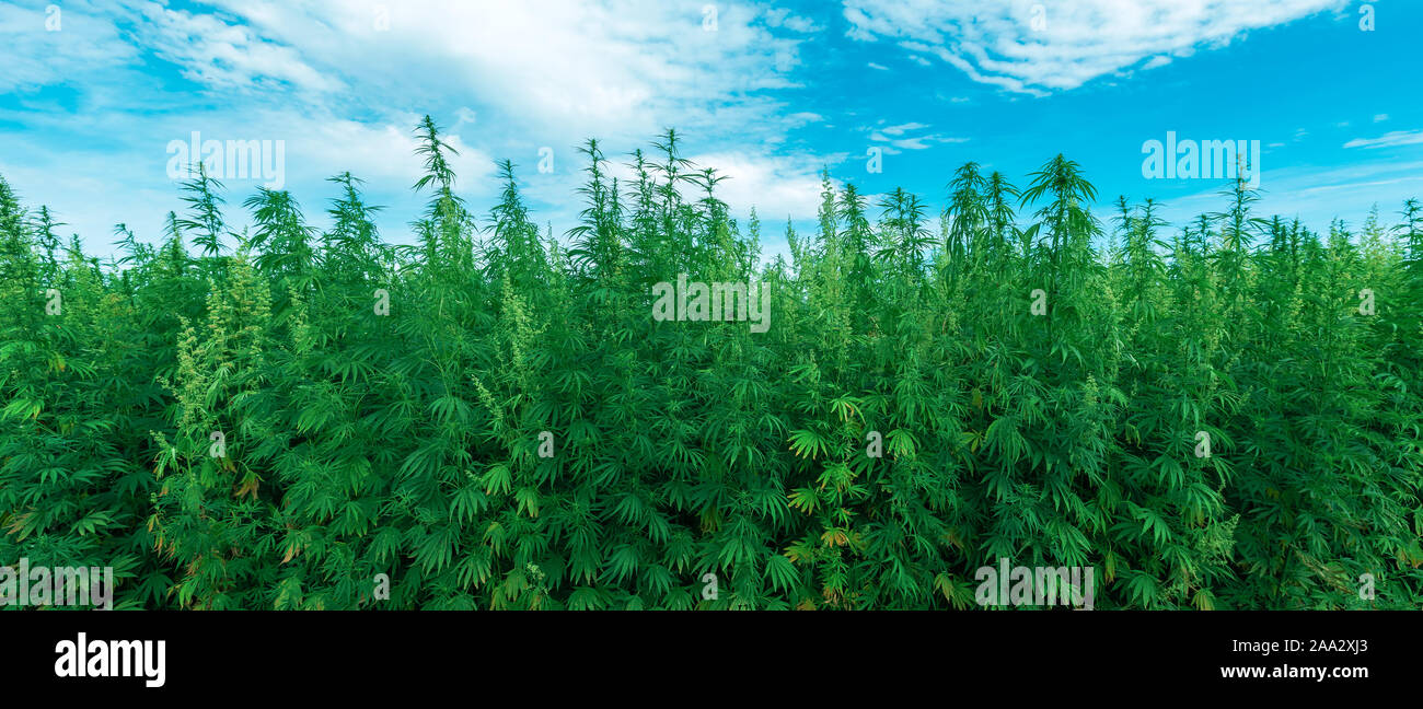 Cultivated industrial hemp farm field, Cannabis sativa plant species grown for use of its derived products Stock Photo