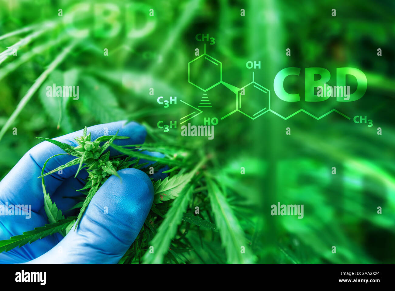 Scientist examining development of Cannabis sativa plant with CBD formula, close up of hand with protective gloves, selective focus Stock Photo