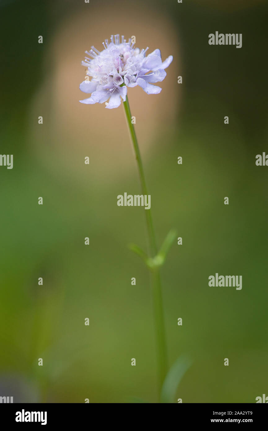 Scabiosa canescens,Graue Skabiose,Wohlriechende Skabiose,Scabiosa canescens Stock Photo