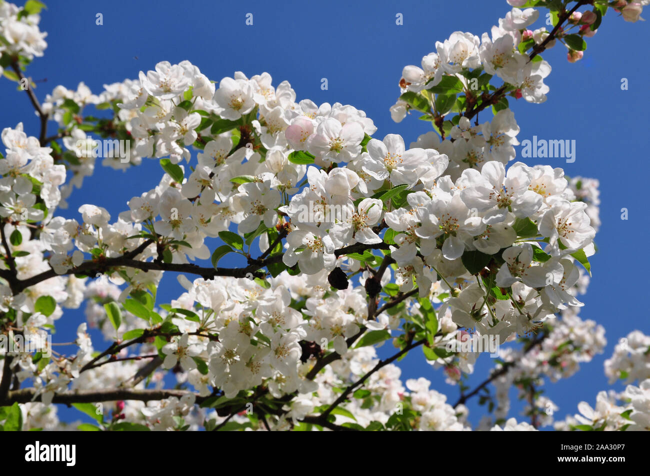 Crab apple blossom Stock Photo Alamy