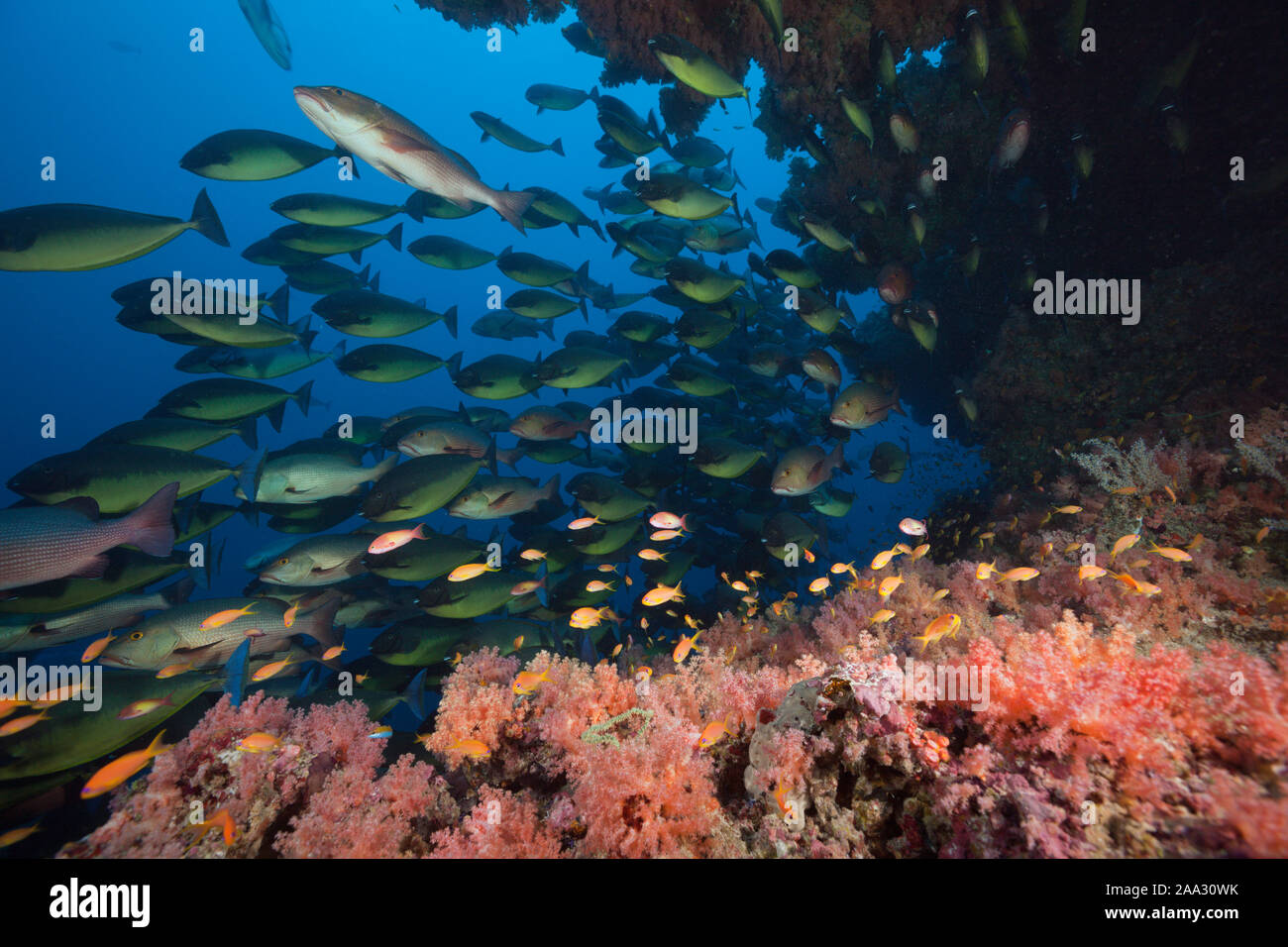 Shoal of Sleek Unicornfish, Naso Hexacanthus, South Male Atoll, Indian Ocean, Maldives Stock Photo