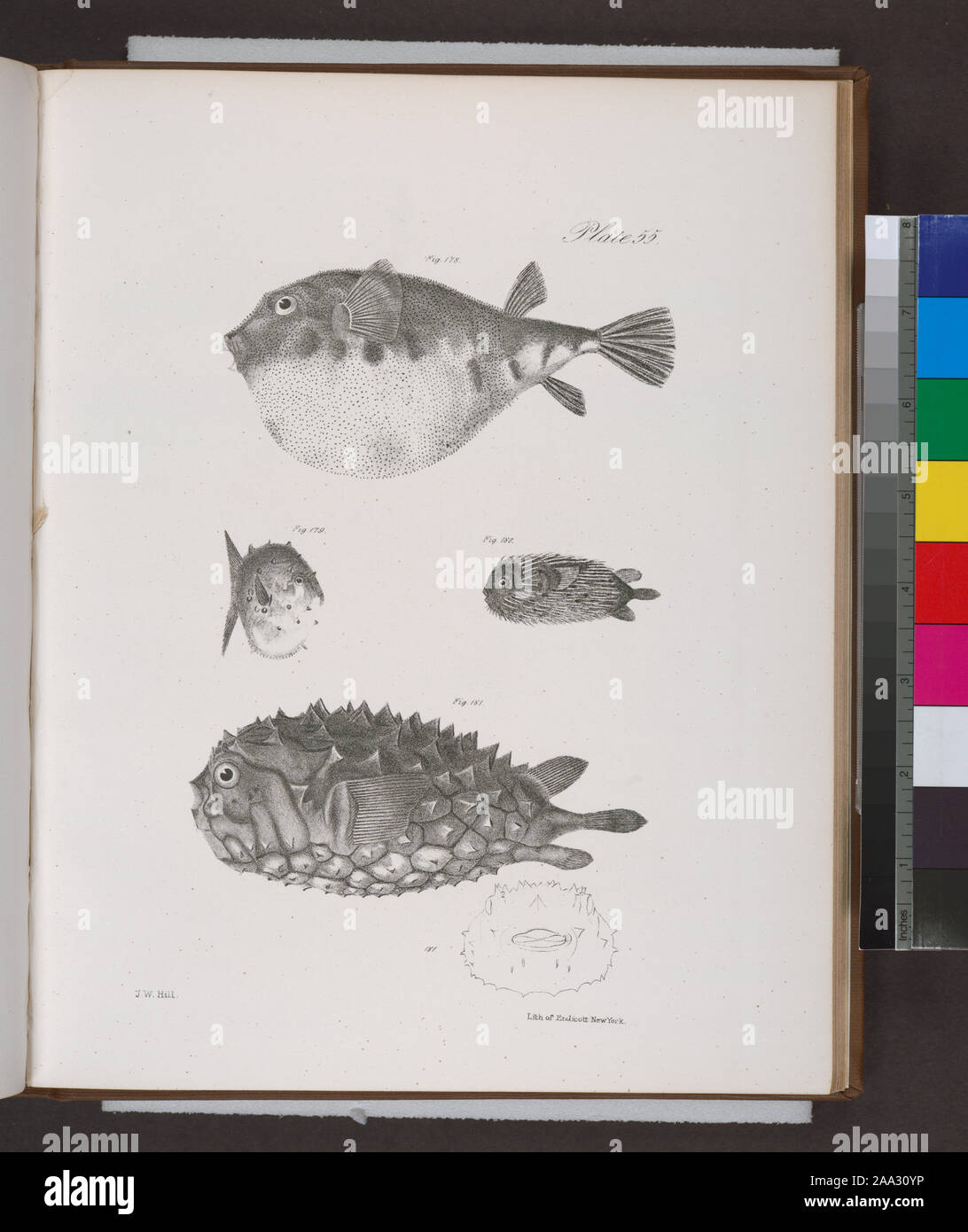178. The Common Puffer (Tetraodon turgidus). 179. The Small Globe-fish (Acanthosoma catinatum). 180. The Hairy Balloon-fish (Diodon pilosus). 181. The Unspoted Balloon-fish (D. fuliginosus).; 178. The Common Puffer (Tetraodon turgidus). 179. The Small Globe-fish (Acanthosoma catinatum). 180. The Hairy Balloon-fish (Diodon pilosus). 181. The Unspoted Balloon-fish (D. fuliginosus). Stock Photo