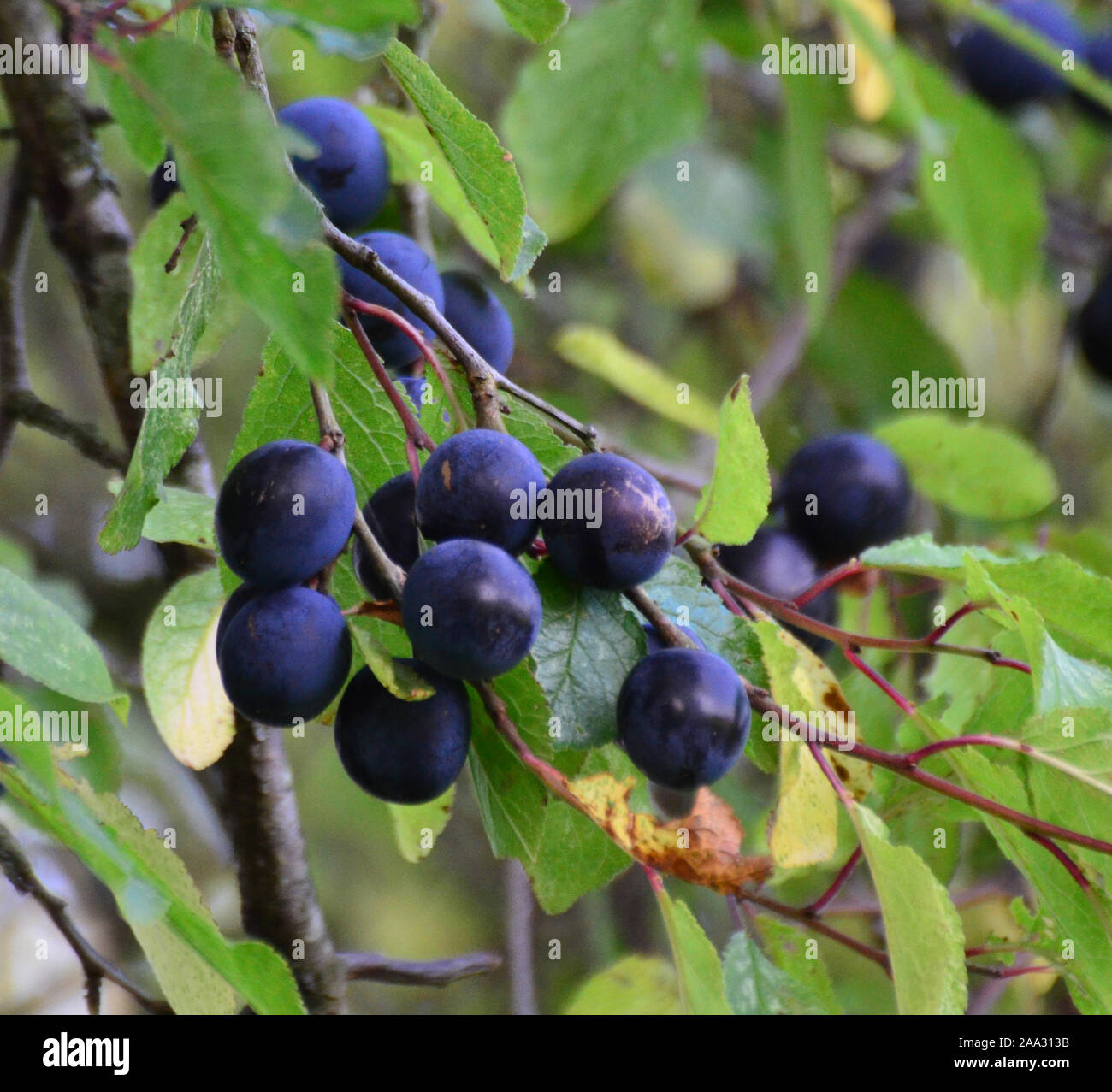 Damson tree hires stock photography and images Alamy