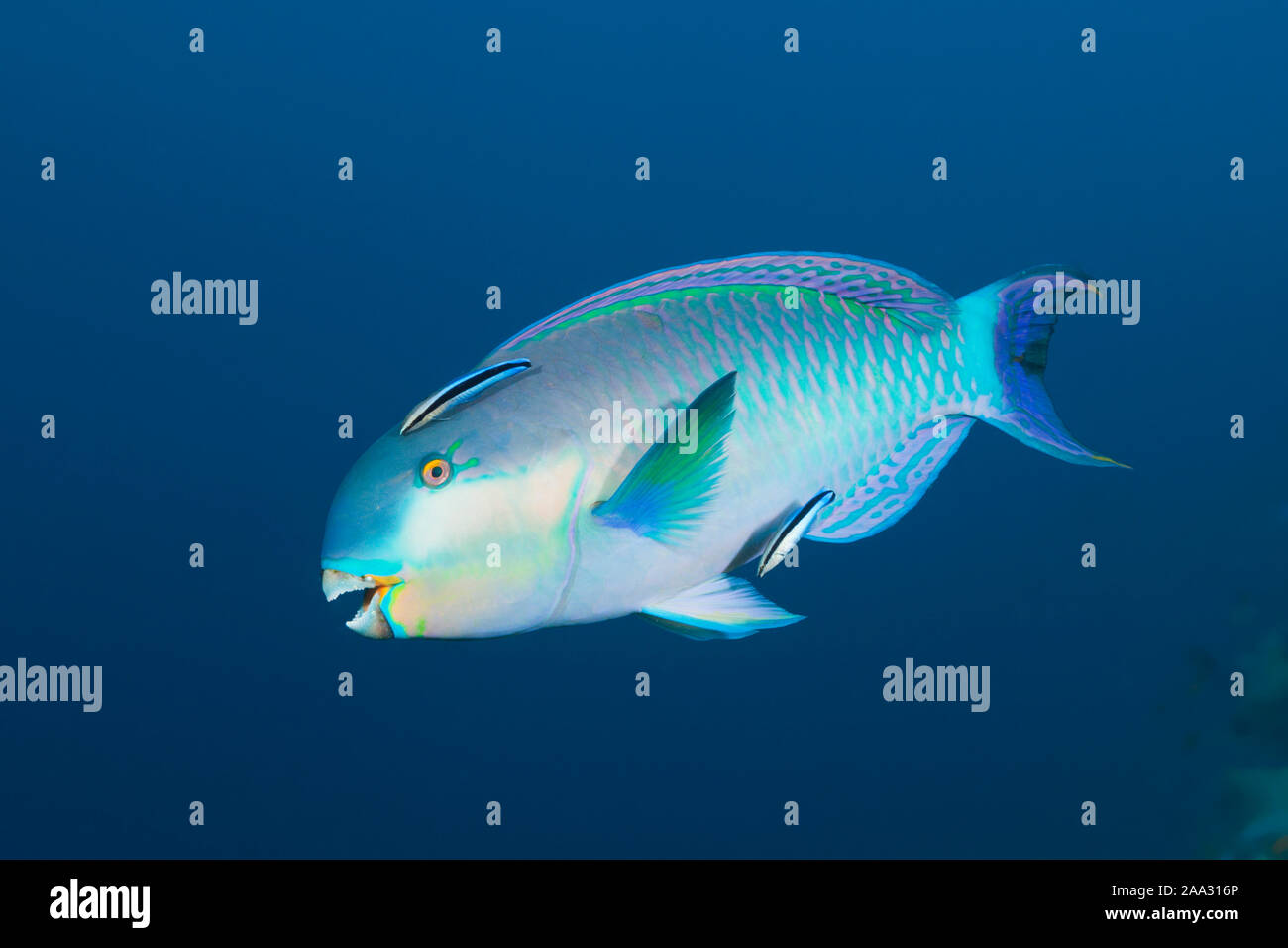 Indian Steephead Parrotfish, Scarus strongylocephalus, Felidhu Atoll, Indian Ocean, Maldives Stock Photo